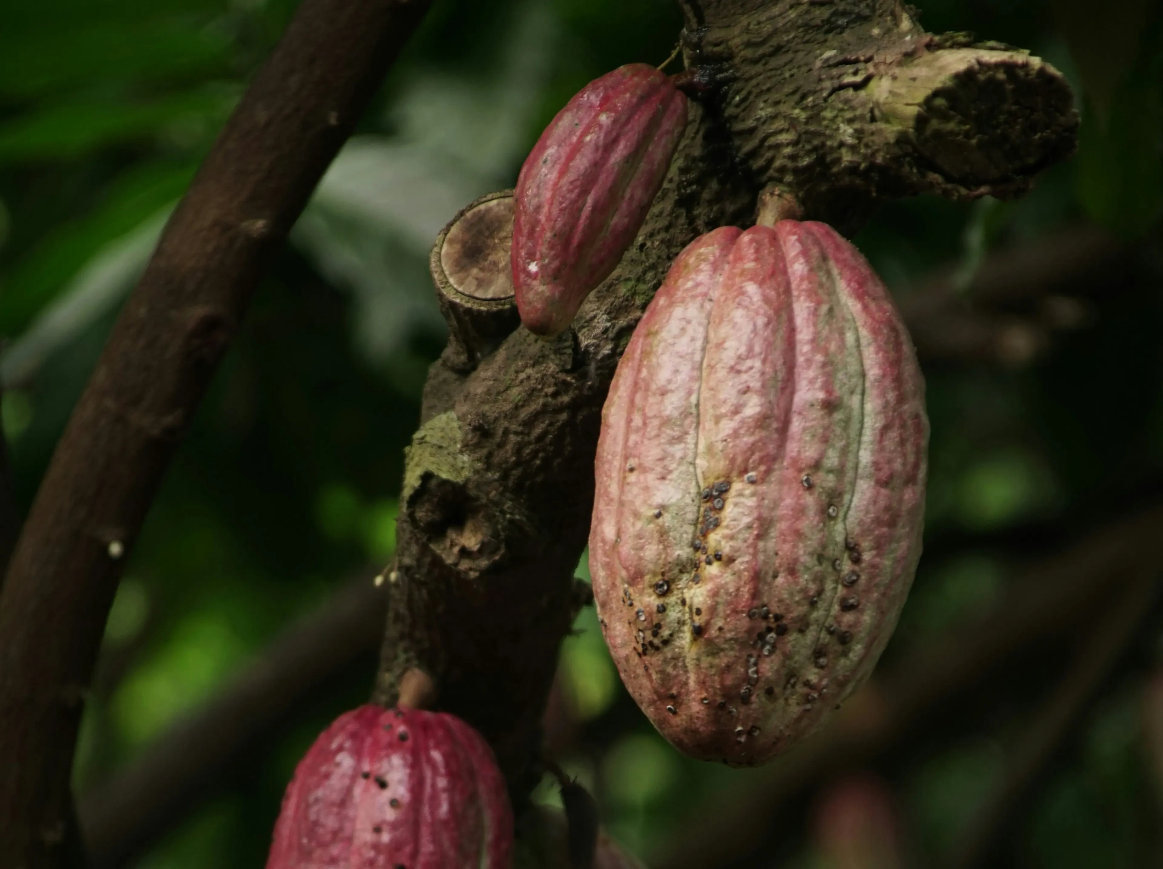 Фьючерсы на какао опустились до $8,8 тыс. / Фото: Unsplash/Ly Le Minh