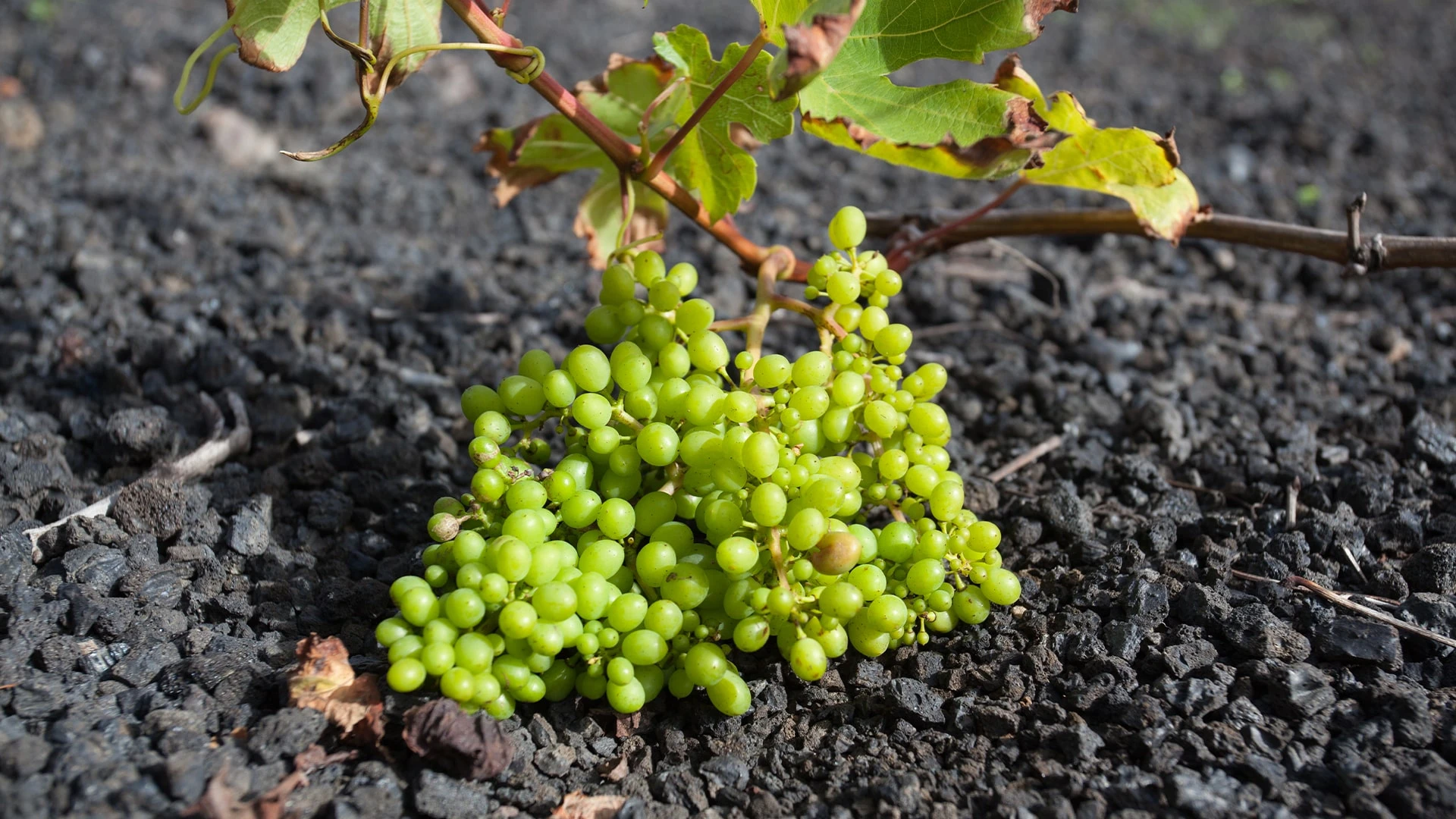 Виноград на испанском острове Лансароте растет на угольного цвета почве. /Фото: shutterstock