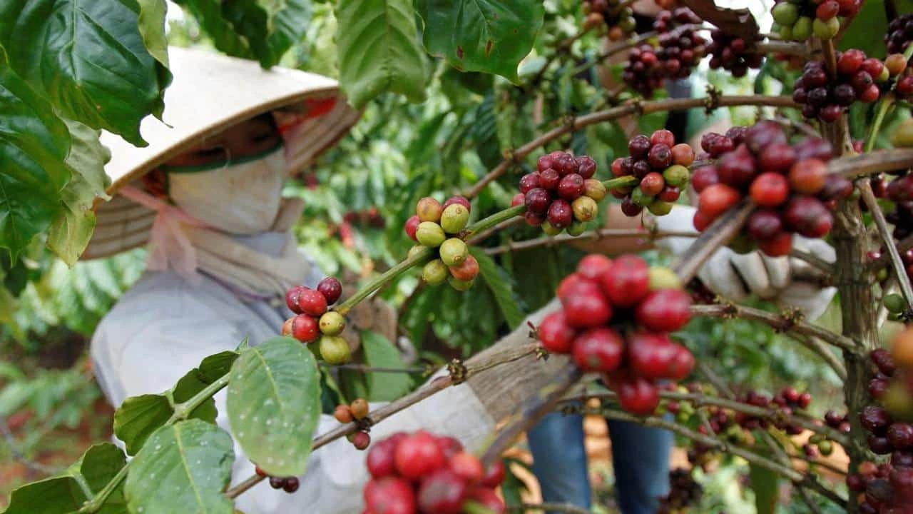 Рынок беспокоится по поводу урожая кофе в Бразилии, Вьетнаме и Индонезии, из-за чего растет стоимость фьючерсов / фото: Reuters/Nguyen Huy Kham