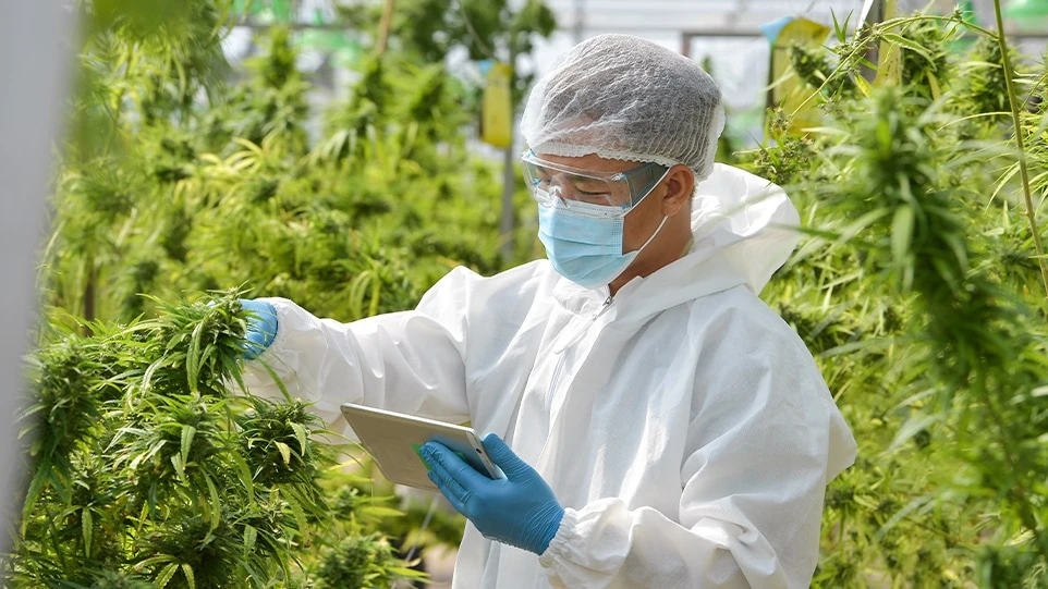 Европейские производители марихуаны планируют выйти на биржу в США / Фото: Shutterstock