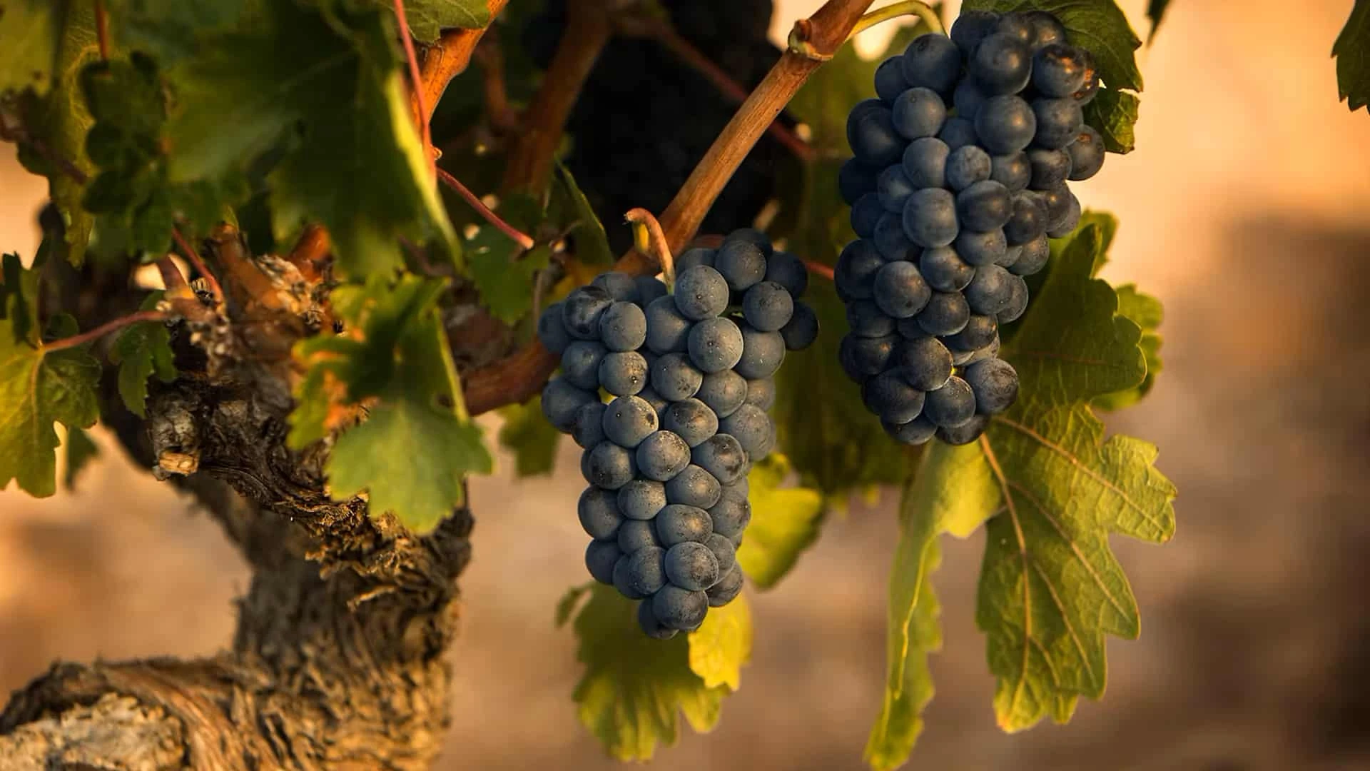 На фото - виноградная лоза с Bodega Numanthia, одного из виноградников LVMH. Вино здесь производят исключительно из испанского сорта «тинта де торо». Фото:  lvmh.com