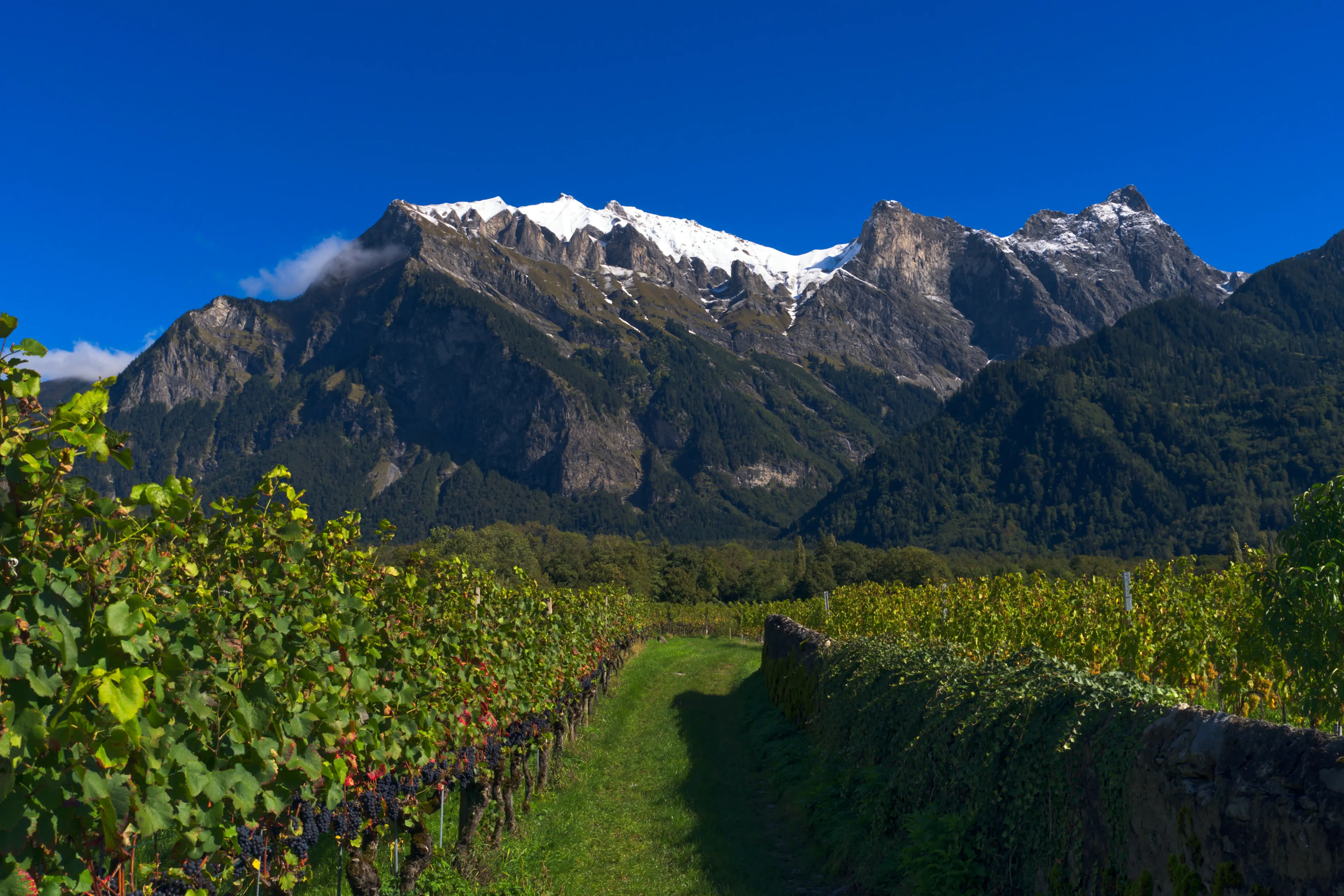 Швейцария экспортирует лишь 1% своего вина. Фото: Walter Frehner/Unsplash