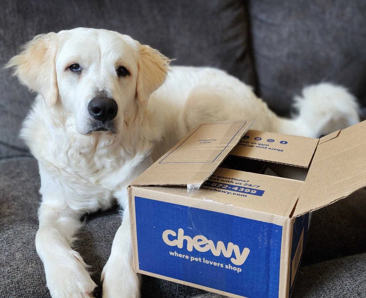 Аналитик BofA последним перестал рекомендовать акции Chewy к продаже, повысив их рейтинг сразу на две ступеньки / Фото: X/ Chewy