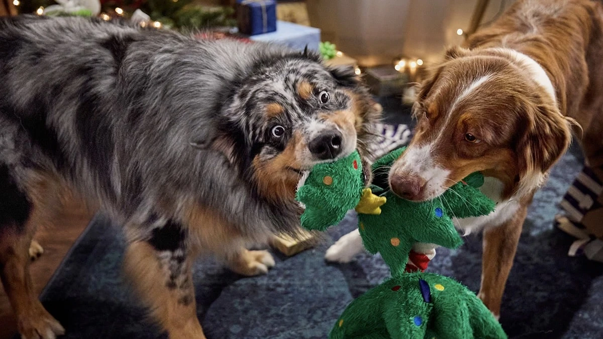 Акции продавца товаров для животных Chewy выгодно отличаются от других мемных акций / Фото: X/Chewy