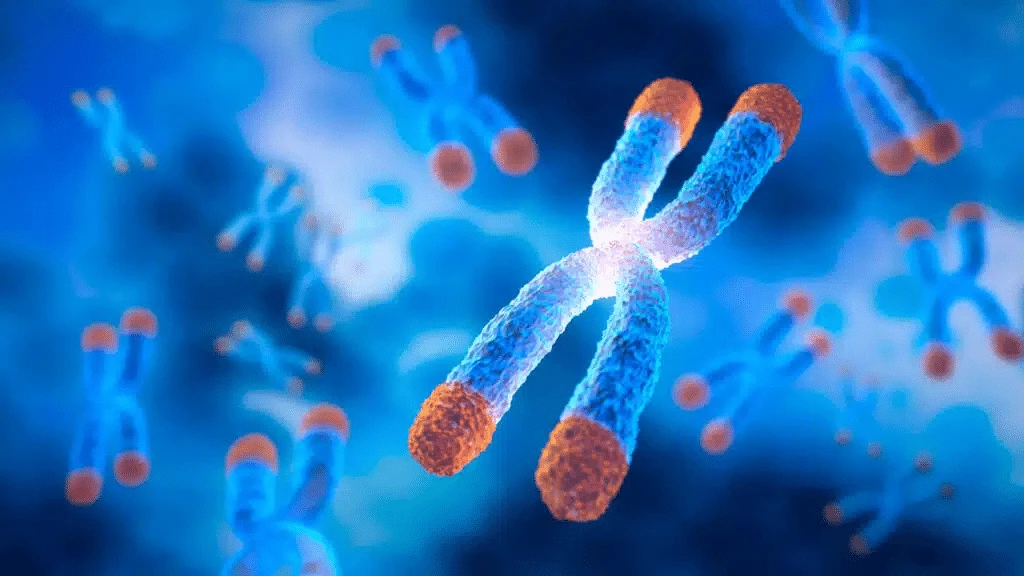 MAIA believes its drug can destroy telomeres — the protective caps at the ends of chromosomes (pictured) — which could help treat cancer. / Photo: x.com/NewsMedical