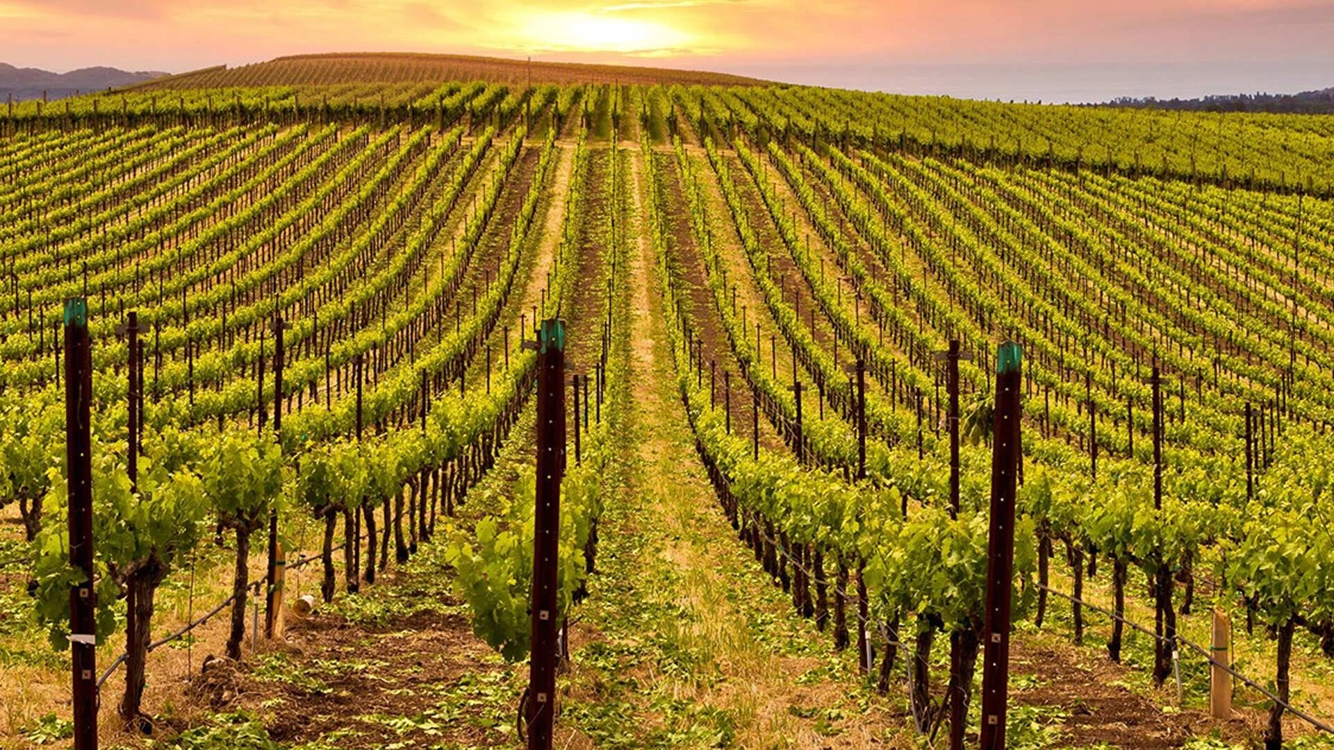 Виноградники Thalvin-Domaine des Ouled Thaleb на старейшей в Марокко винодельне. Фото: instagram.com/thalvin.wines