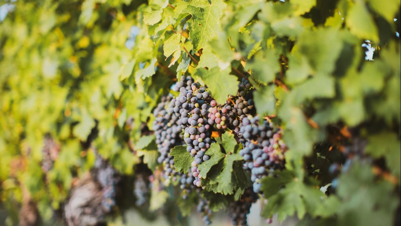 Есть множество способов пополнить свои знания о вине — это книги, подкасты и курсы. Фото: Jonathan Farber/Unsplash