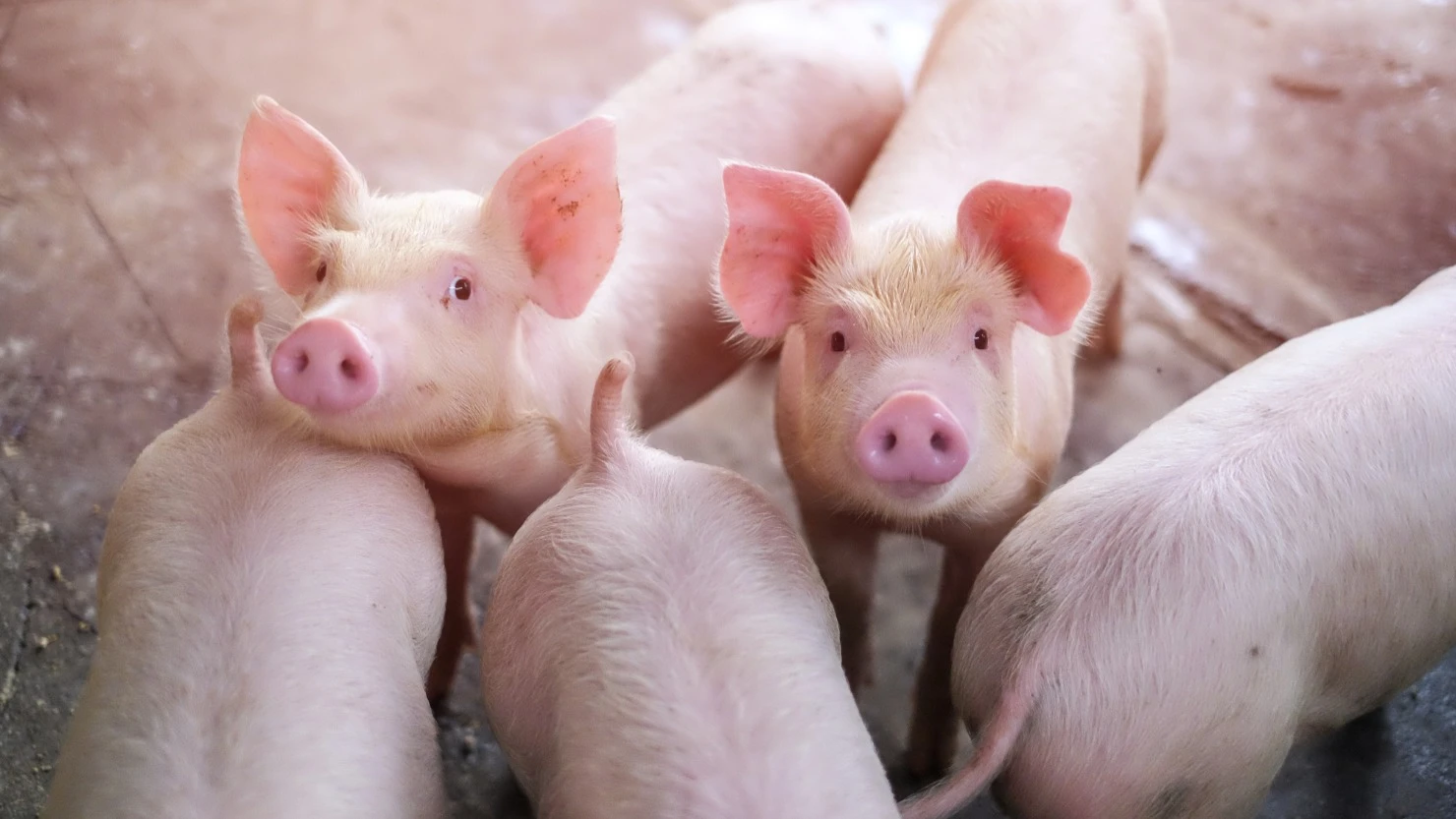 Крупный производитель свинины и сельхозкормов New Hope Liuhe — одна из немногих компаний в Китае, которые могут выиграть от торговой войны с США / Фото: New Hope Liuhe