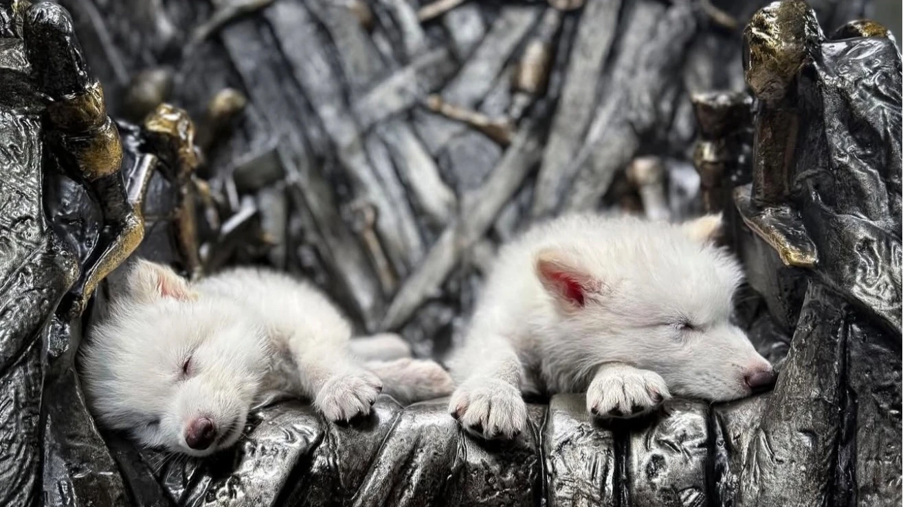 На фото — маленькие лютоволки. Компания Colossal Biosciences утверждает, что смогла возродить этот вид, вымерший более 10 тысяч лет назад, c помощью технологии редактирования генов. Фото: instagram/benlamm