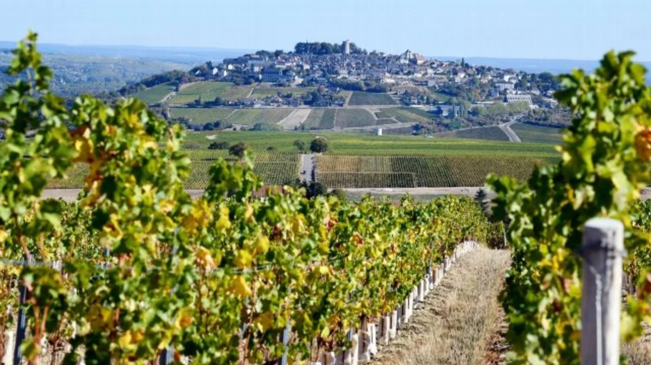 Долина Луары отличается от других винных регионов Франции тем, что здесь нет одного главного сорта винограда и стиля. Фото: x/leMagdesVinsdeLoire