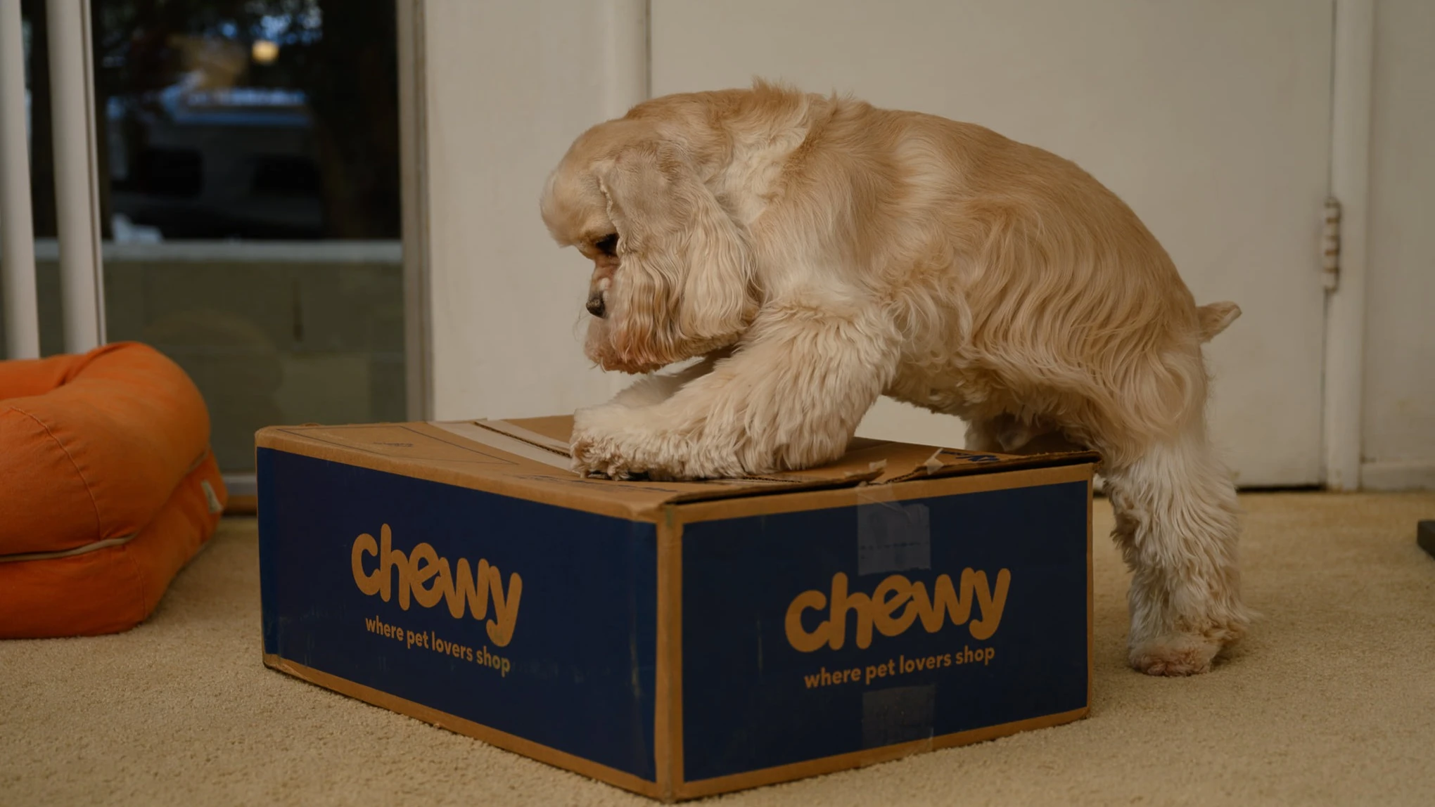 BofA spotlights Chewy as top smaller-cap internet stock pick, shares jump