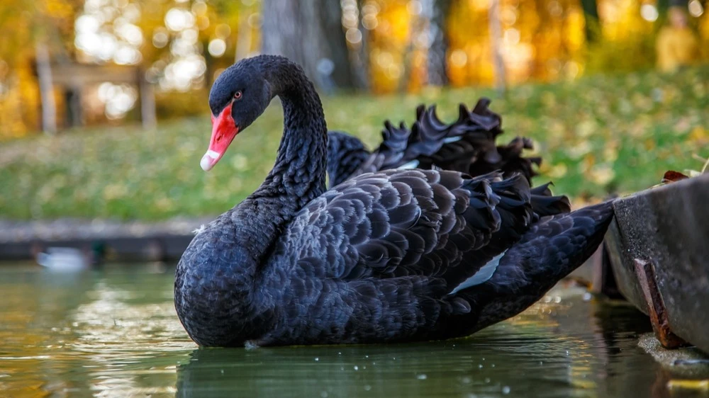 Классические «черные лебеди» в истории фондовых рынков США — это теракты 11 сентября, крах доткомов и финансовый кризис 2008 года / Фото: Shutterstock.com/Alexandr Butylov