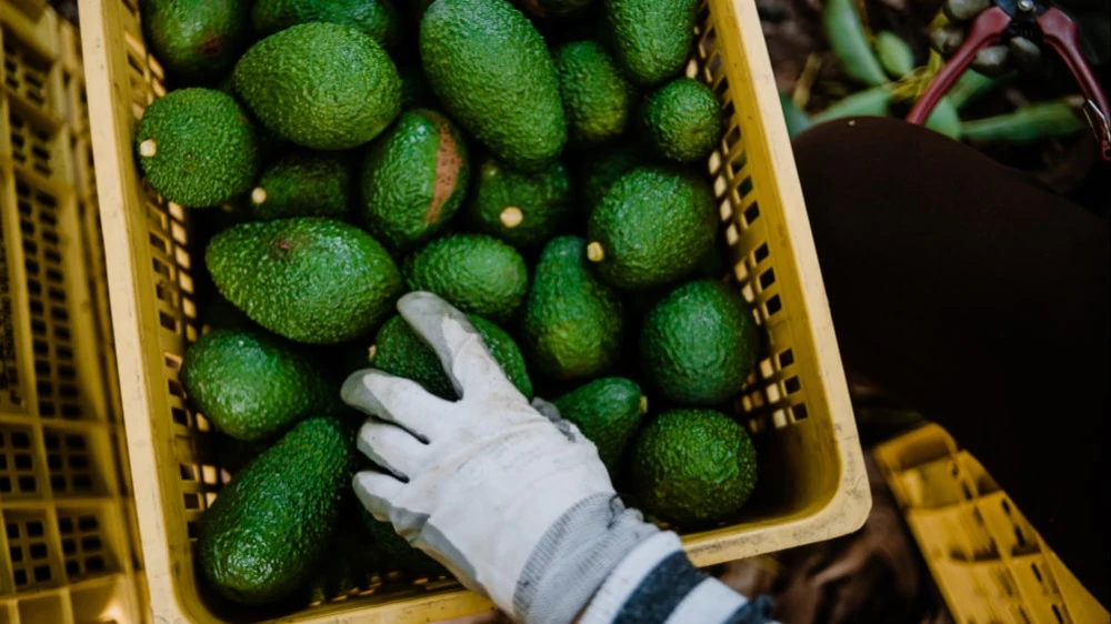 Фото: Shutterstock