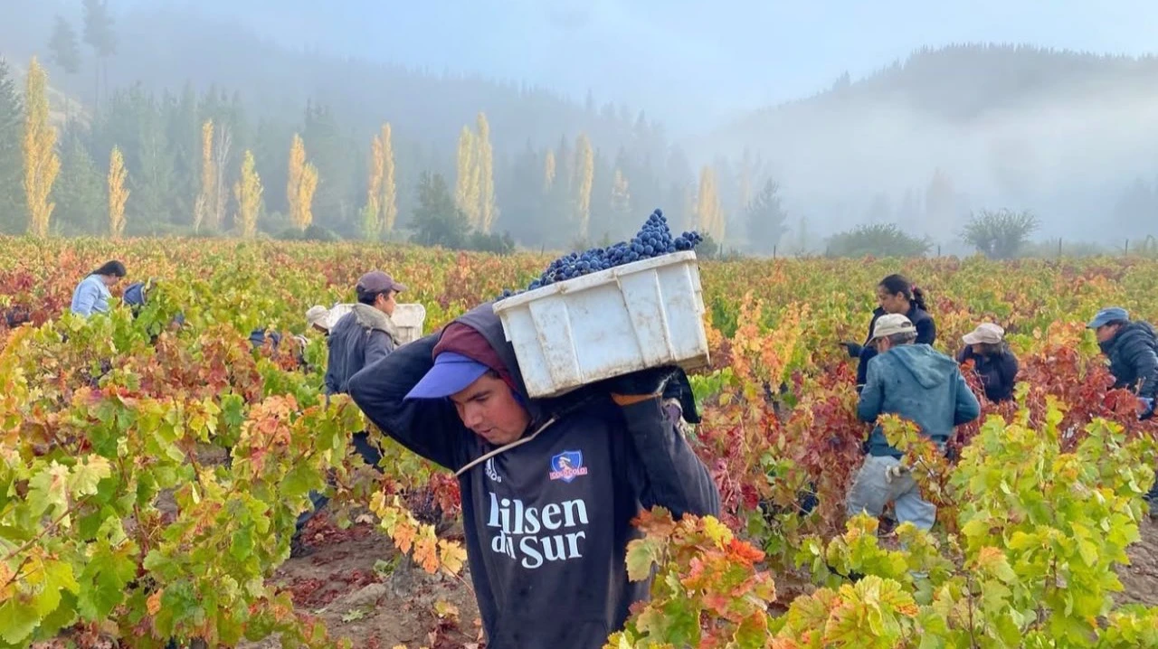 Сбор урожая на винодельне Garage Wine Co. в Чили. Ее основатели возрождают забытые сорта винограда. Фото: garagewineco / Instagram