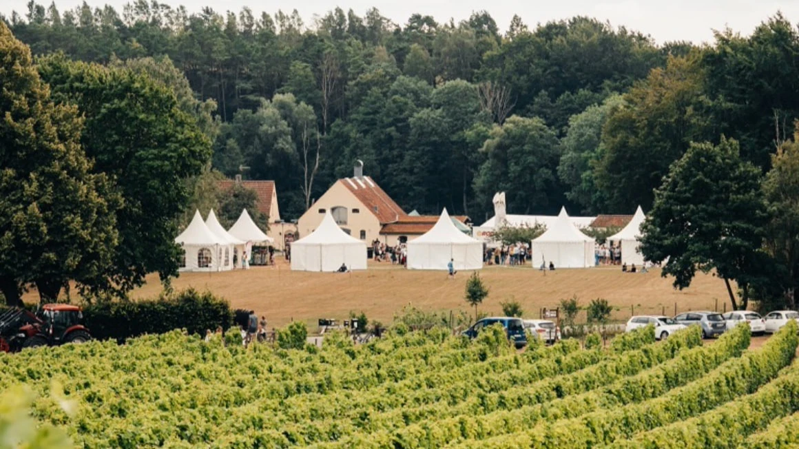 Попытки выращивать виноград в Швеции ради эксперимента предпринимались еще в прошлом столетии. Фото: skepparpsvingard.se