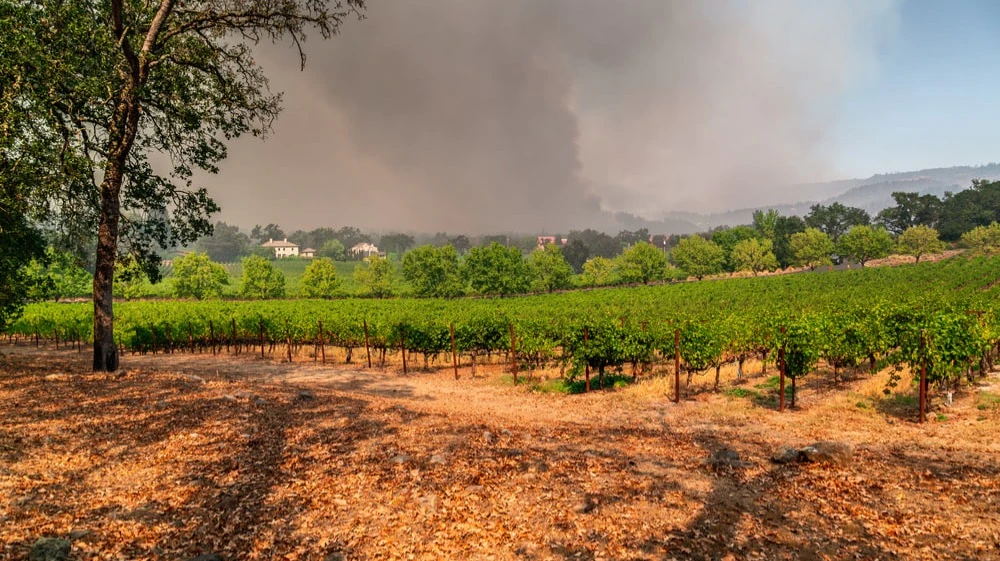 Винные хозяйства все чаще сталкиваются с последствиями природных катастроф и экстремальных погодных явлений. Фото: Paul Thomas Curry / Shutterstock.com