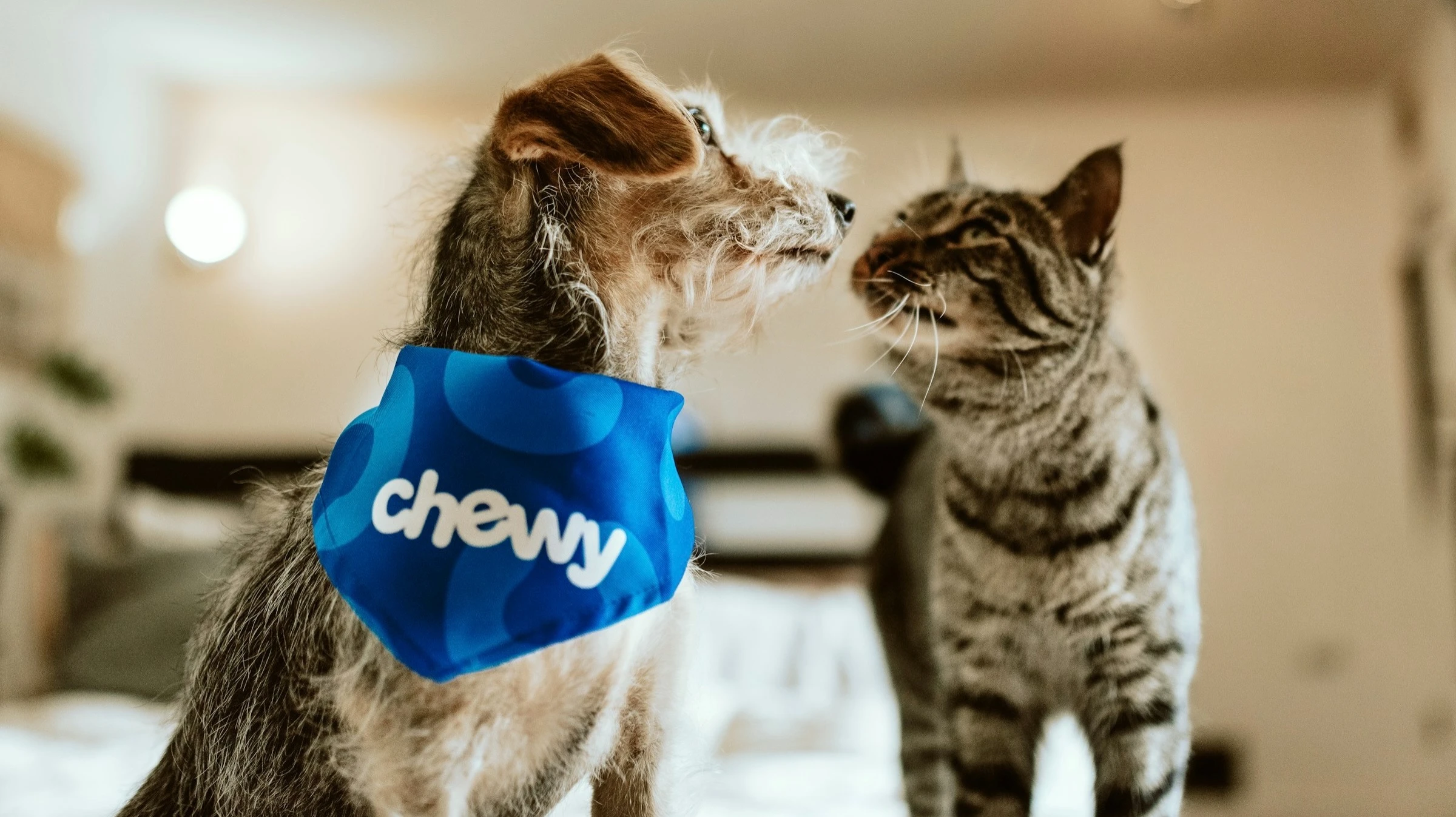 Chewy снизила ожидания по прибыли / Фото: Unsplash/Chewy