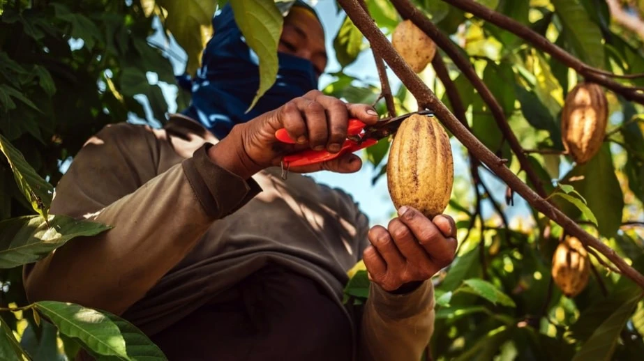 Индекс цен на сельскохозяйственную продукцию по прогнозу Всемирного банка снизится на 2% в 2026 году. 
Фото: Narong Khueankaew / Shutterstock.com